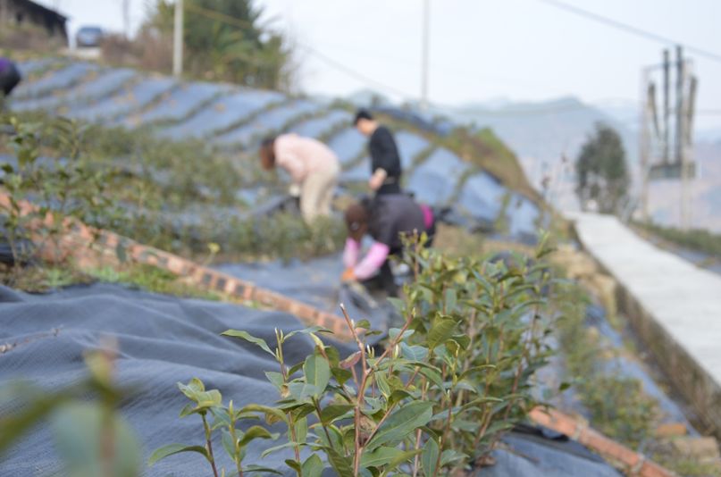 開州經營部助力南門鎮脫貧攻堅