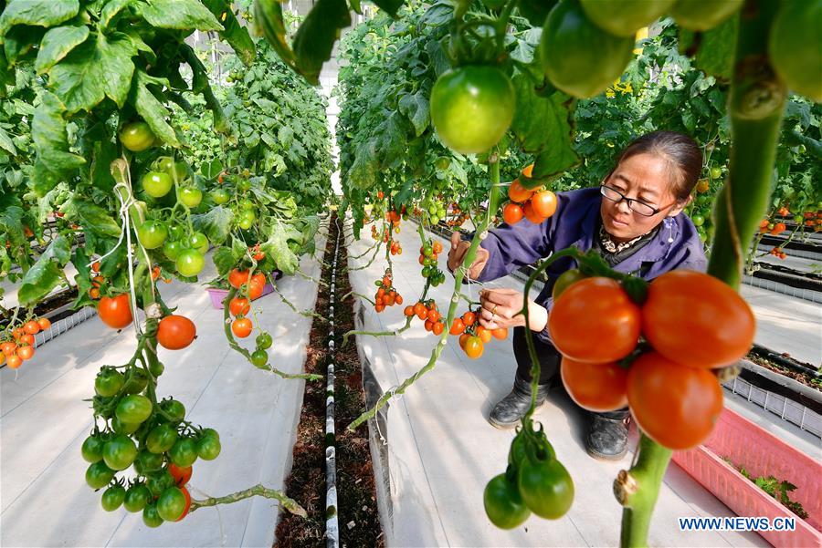 CHINA-HEBEI-WINTER-FARM WORK (CN)