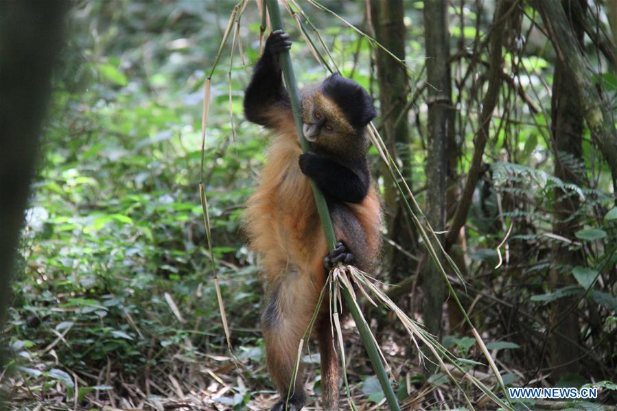 RWANDA-VOLCANOES NATIONAL PARK-GOLDEN MONKEY