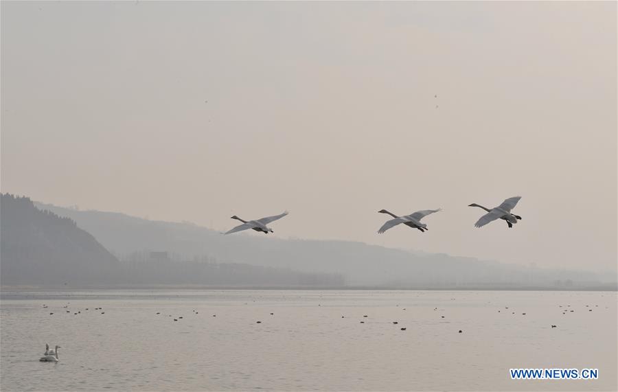 CHINA-SHANXI-WINTER-SWAN (CN)