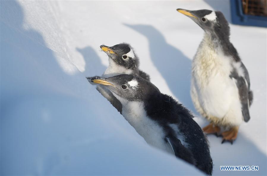 CHINA-HARBIN-PENGUIN-SNOWFIELD (CN)