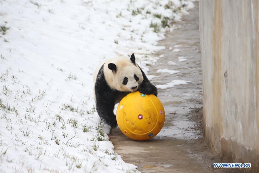 CHINA-SHAANXI-WINTER-GIANT PANDA