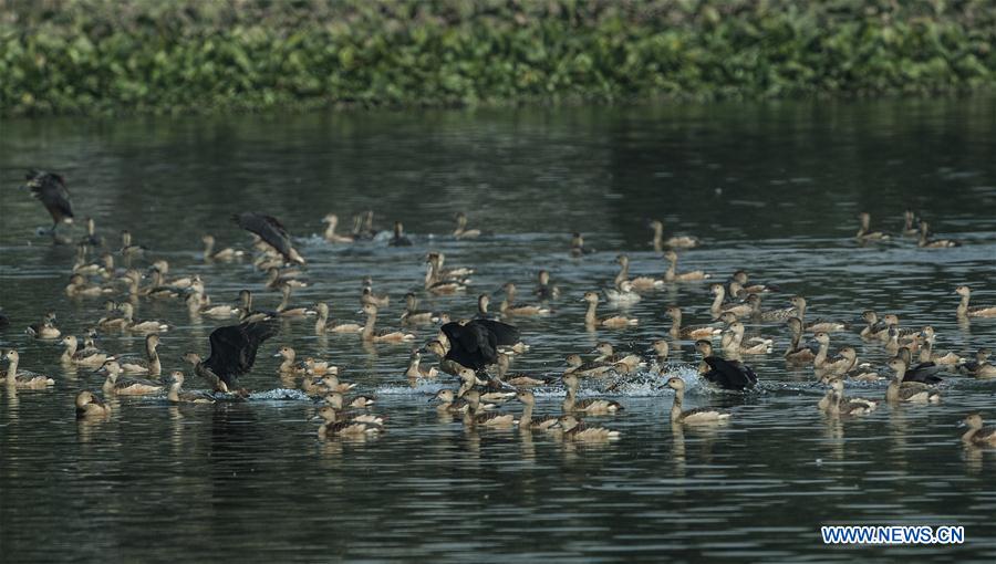 INDIA-KOLKATA-MIGRATORY BIRDS