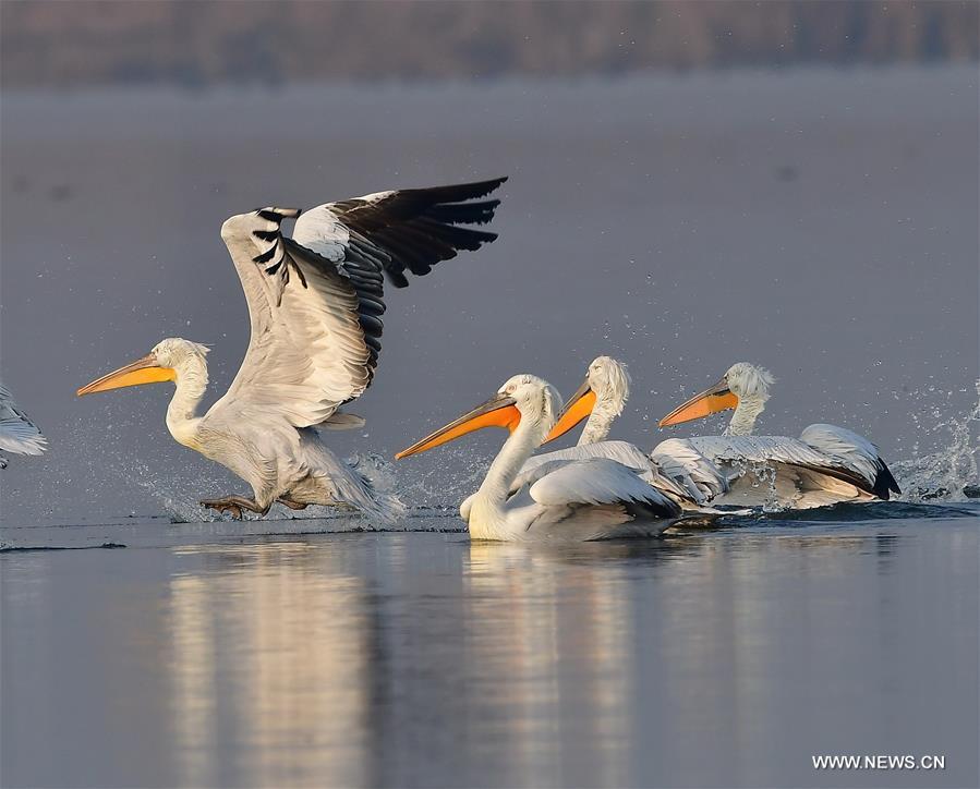 CHINA-FUJIAN-PELICAN-WINTER (CN)