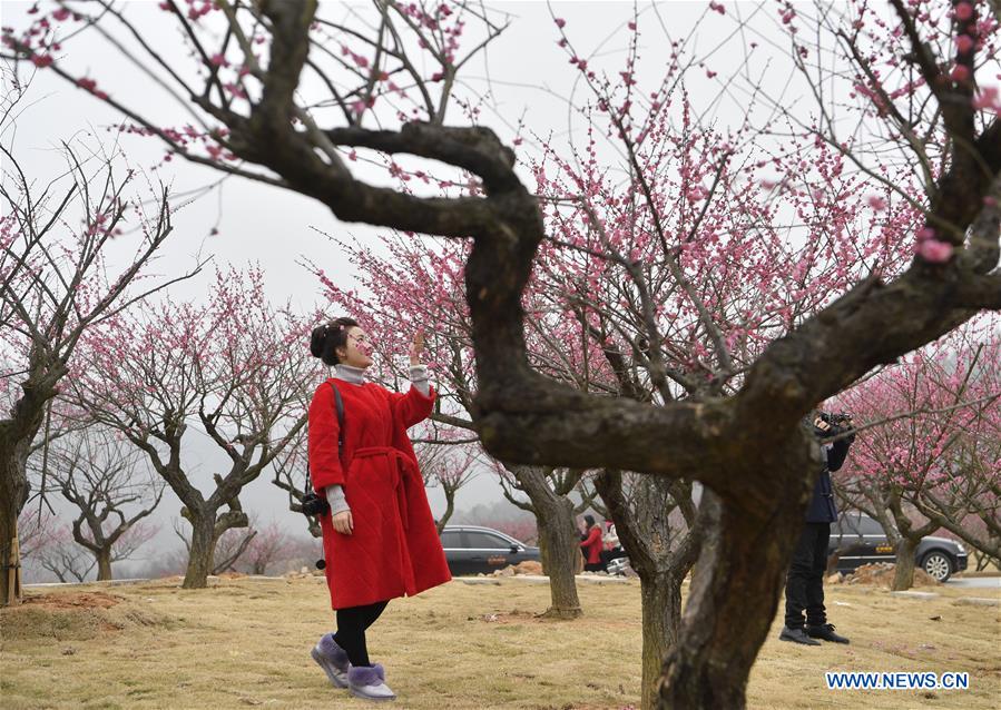 CHINA-JIANGXI-DAYU-PLUM BLOSSOMS (CN)