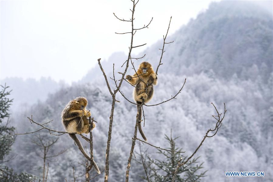 CHINA-HUBEI-SHENNONGJIA-GOLDEN MONKEY (CN)