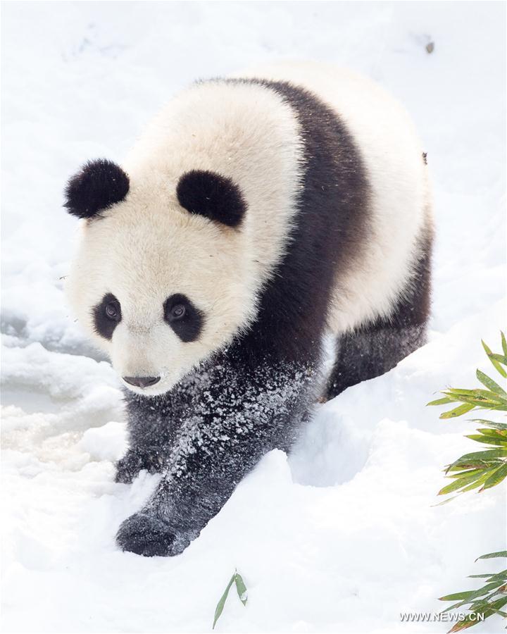 #CHINA-NANJING-SNOW-GIANT PANDA (CN)