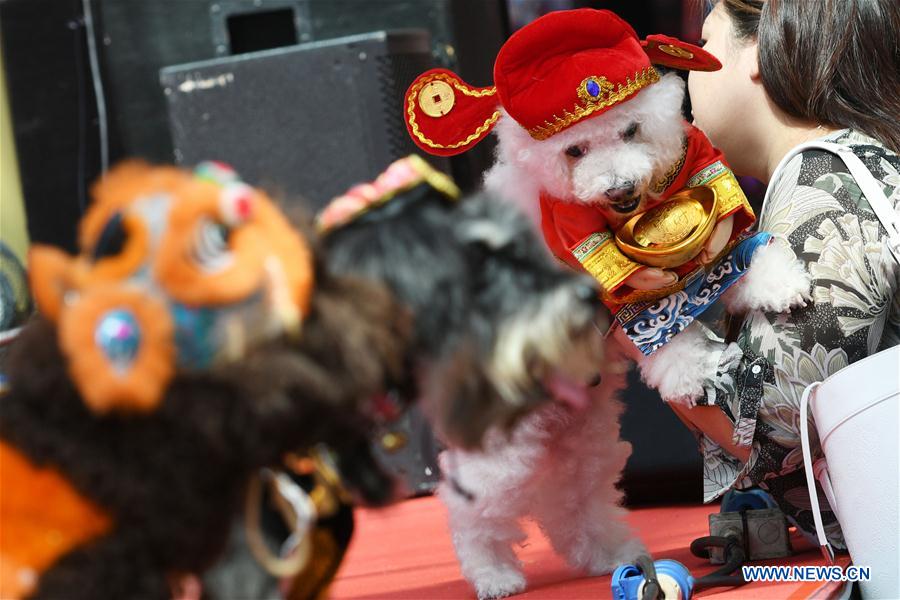 SINGAPORE-CHINATOWN-DOG COSTUME COMPETITION