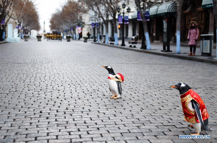 CHINA-HARBIN-PENGUIN-STREET(CN)