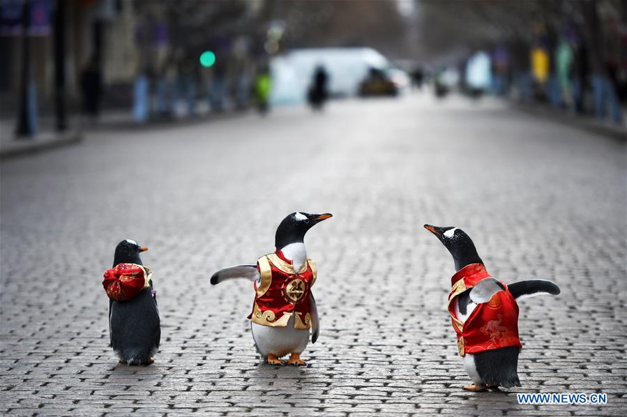 CHINA-HARBIN-PENGUIN-STREET(CN)