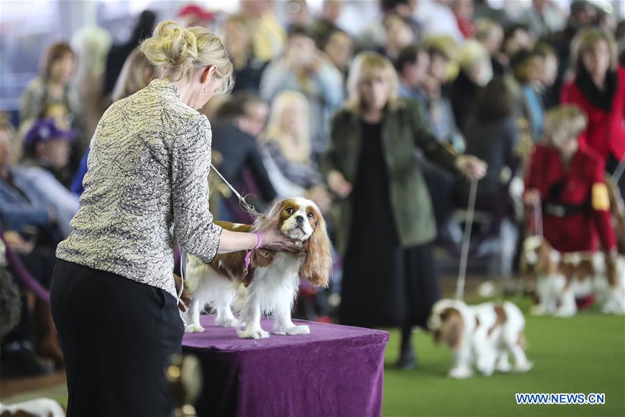 U.S.-NEW YORK-DOG SHOW