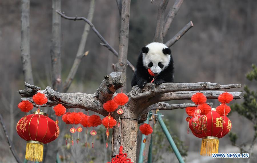 CHINA-SICHUAN-GIANT PANDA-SPRING FESTIVAL (CN)