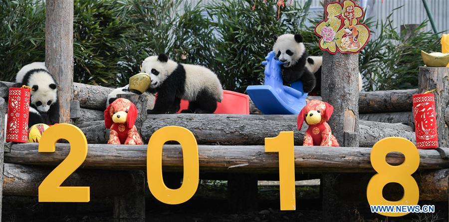 CHINA-SICHUAN-GIANT PANDA-SPRING FESTIVAL (CN)