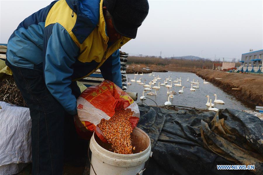 CHINA-SHANDONG-SWAN-PROTECTION (CN)