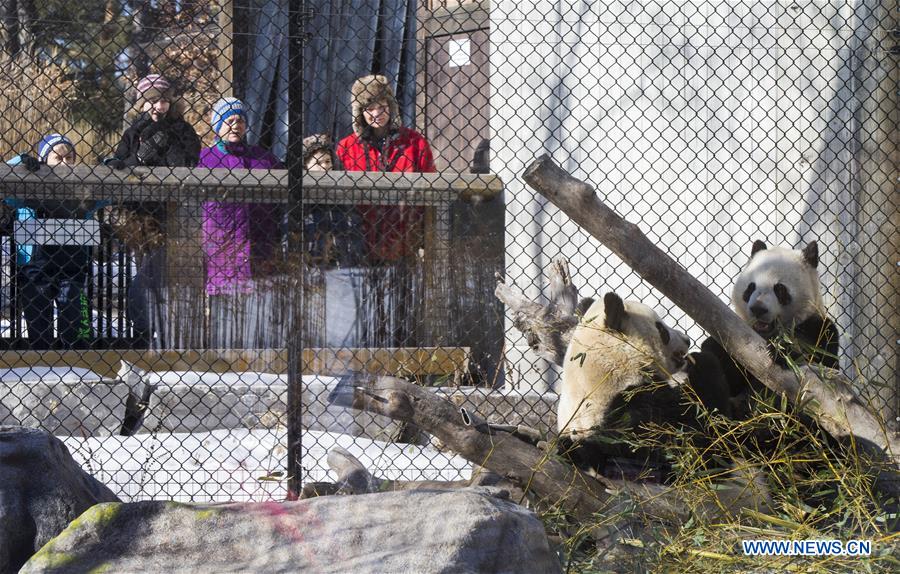 CANADA-TORONTO-GIANT PANDA-CHINESE NEW YEAR