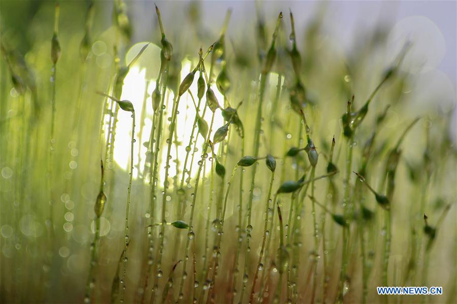 #CHINA-JIANGSU-SCENERY-SPRING (CN)