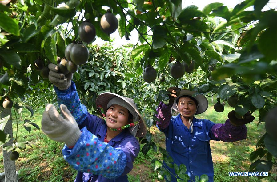 CHINA-GUANGXI-AGRICULTURE-PASSION FRUIT-HARVEST (CN)