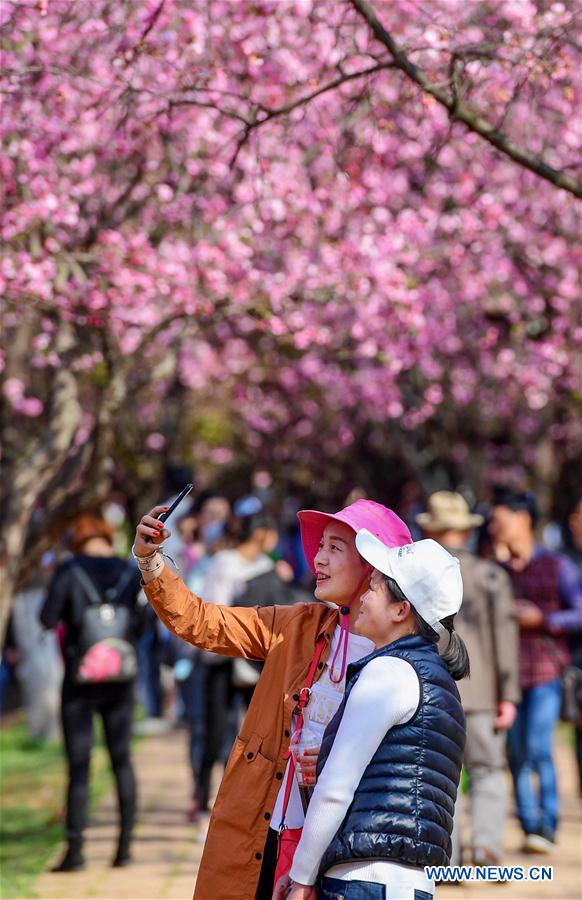 CHINA-YUNNAN-KUNMING-CHERRY BLOSSOM (CN)