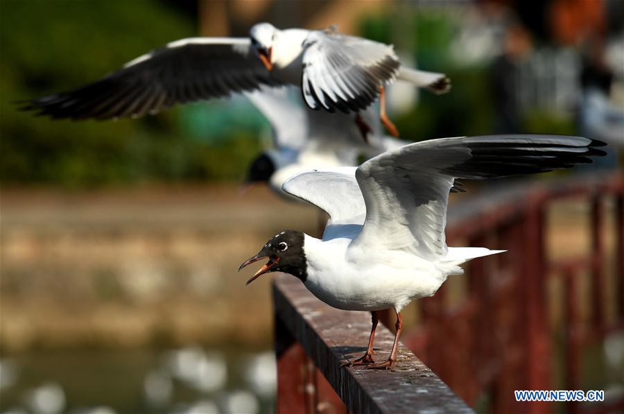 CHINA-YUNNAN-BLACK-HEADED GULLS (CN)