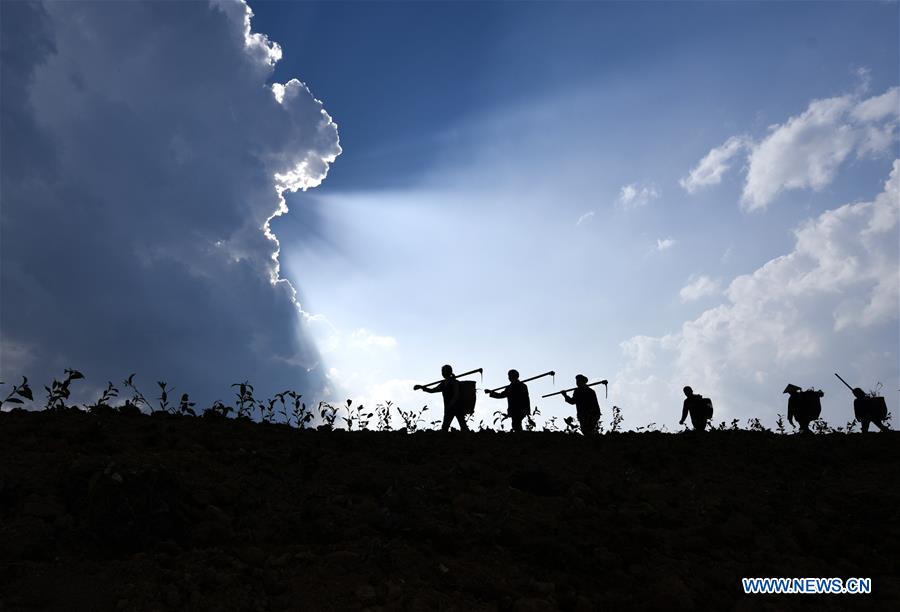 #CHINA-SPRING-FARM WORK (CN)