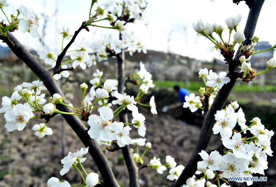 #CHINA-SPRING-FARM WORK (CN)