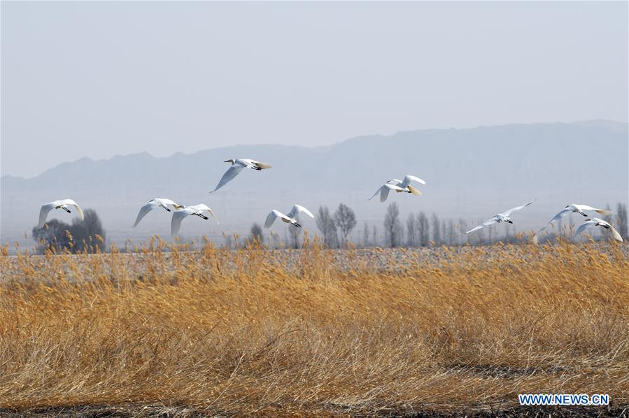 CHINA-GANSU-EGRETS (CN)