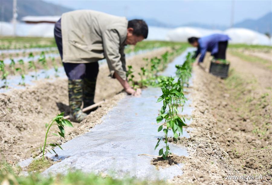 #CHINA-SPRING-FARM WORK (CN)