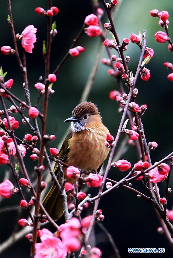 #CHINA-SPRING-SCENERY (CN)