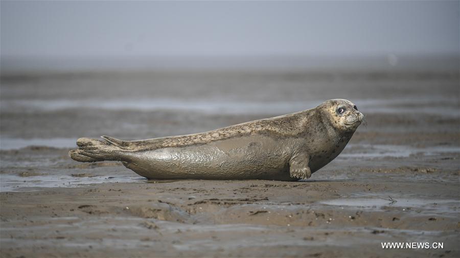 CHINA-LIAONING-PANJIN-SPOTTED SEALS (CN)