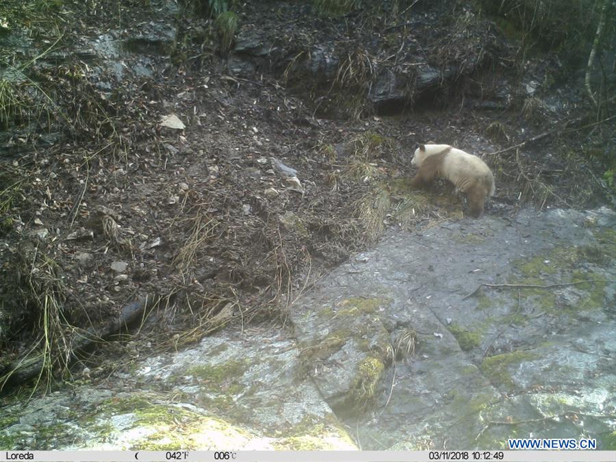 CHINA-SHAANXI-BROWN GIANT PANDA (CN)