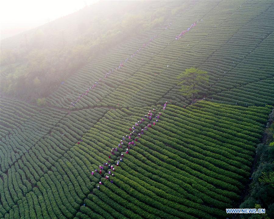 #CHINA-SPRING-TEA GARDEN (CN)