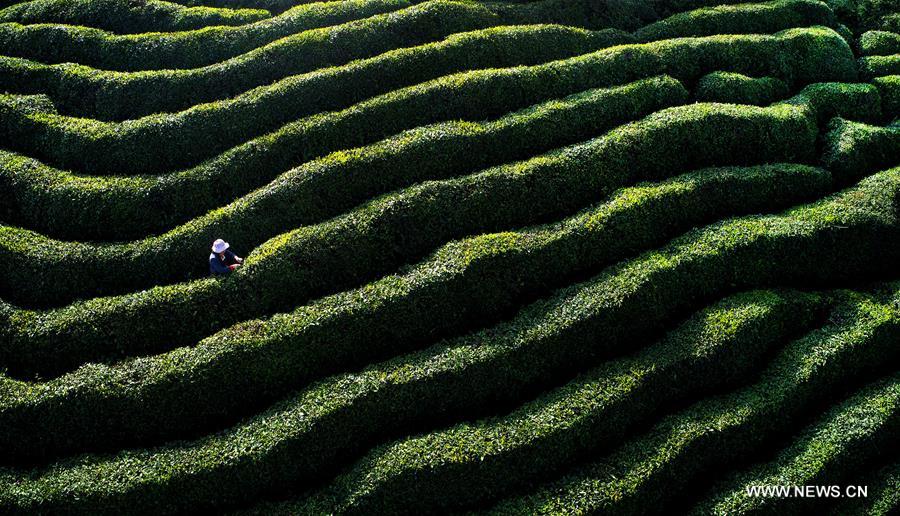 CHINA-SPRING-TEA HARVEST (CN)