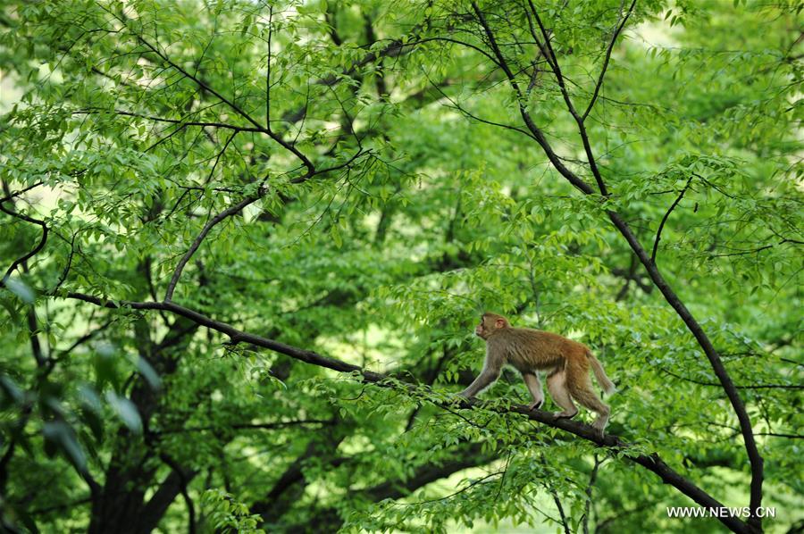 CHINA-GUIZHOU-MACAQUE (CN)