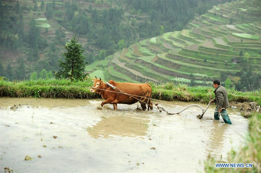 #CHINA-GUIZHOU-FARM WORK (CN)