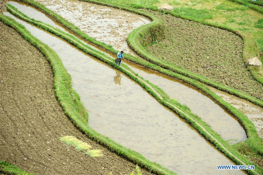 #CHINA-GUIZHOU-FARM WORK (CN)