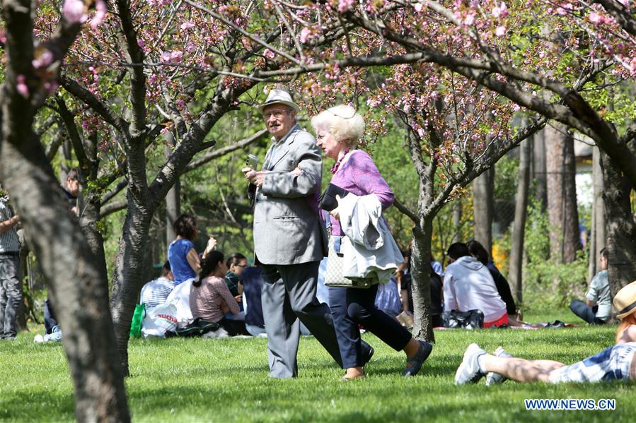 ROMANIA-BUCHAREST-CHERRY BLOSSOM