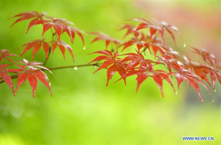 #CHINA-HUBEI-ENSHI-SCENERY (CN)