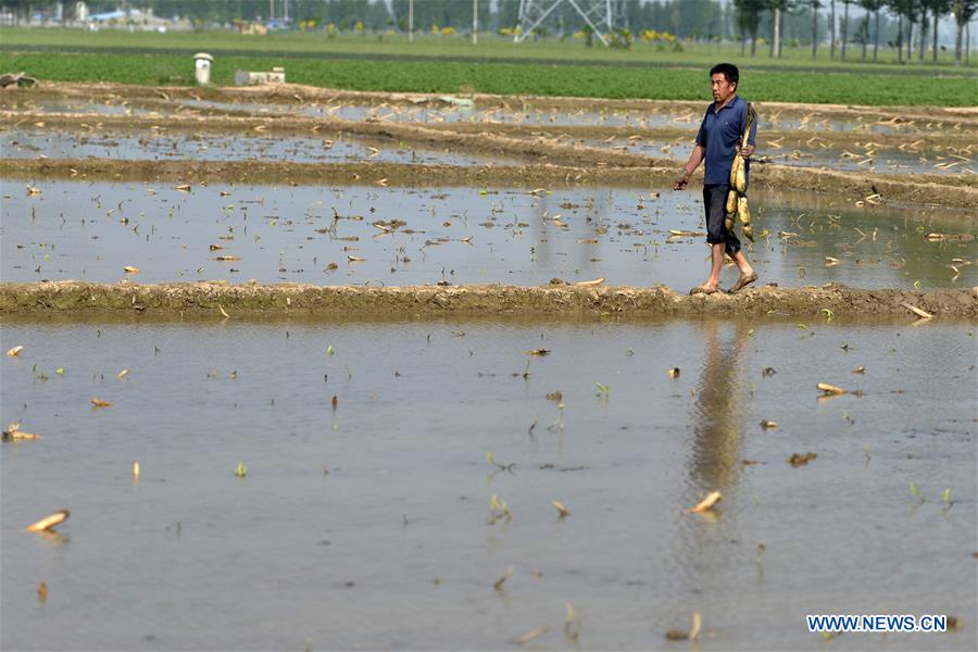 CHINA-HEBEI-FARM WORK (CN)