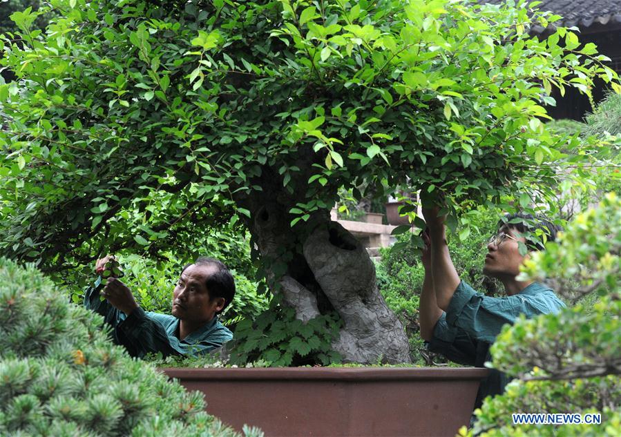 #CHINA-JIANGSU-SUZHOU-POTTED LANDSCAPE (CN)