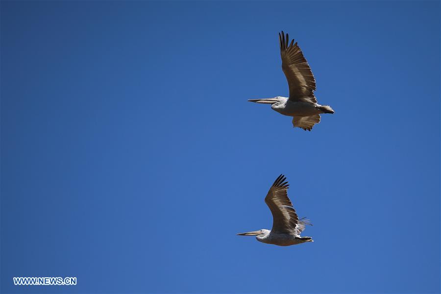 GREECE-THESSALONIKI-NATURE-BIODIVERSITY DAY