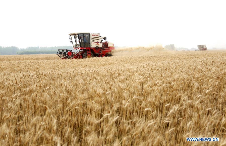 #CHINA-AGRICULTURE-WHEAT-HARVEST (CN)