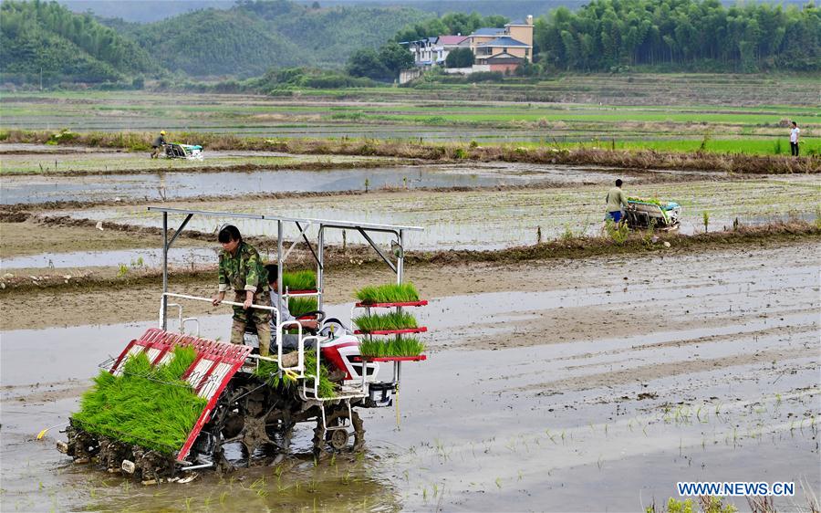 CHINA-FUJIAN-PUCHENG-AGRICULTURE-RICE (CN)