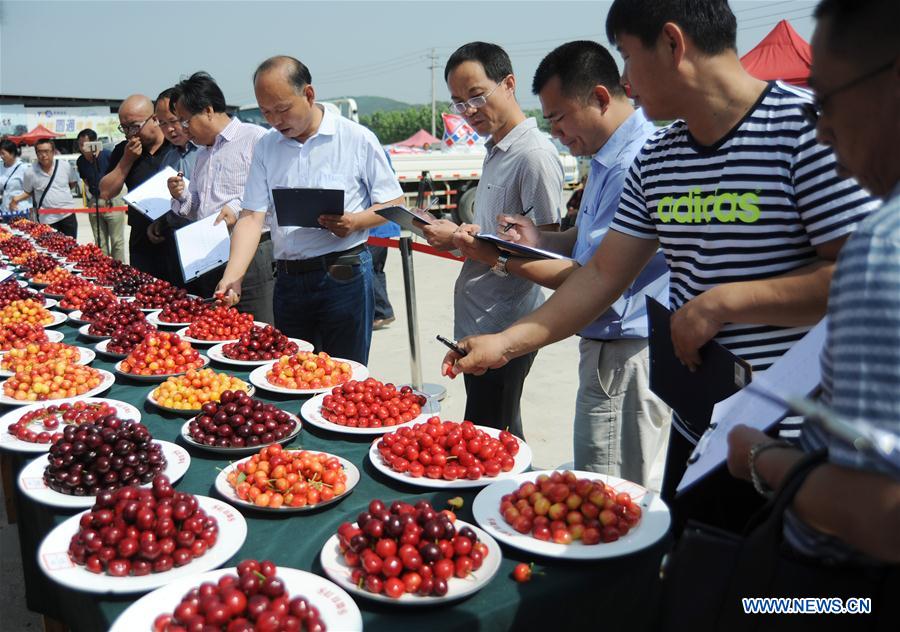 #CHINA-SHANDONG-YANTAI-CHERRY (CN)