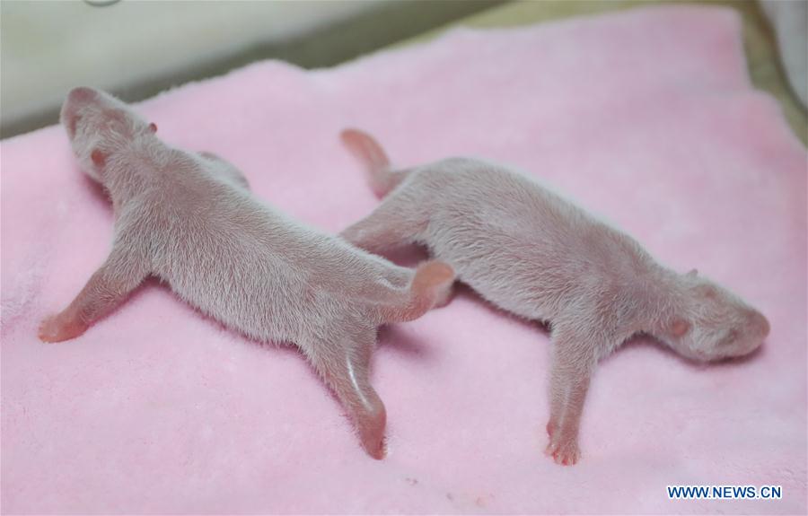 CHINA-CHENGDU-MALE-FEMALE PANDA TWINS (CN) 