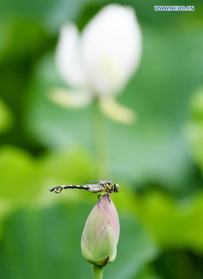 #CHINA-JIANGSU-WUXI-LOTUS(CN)