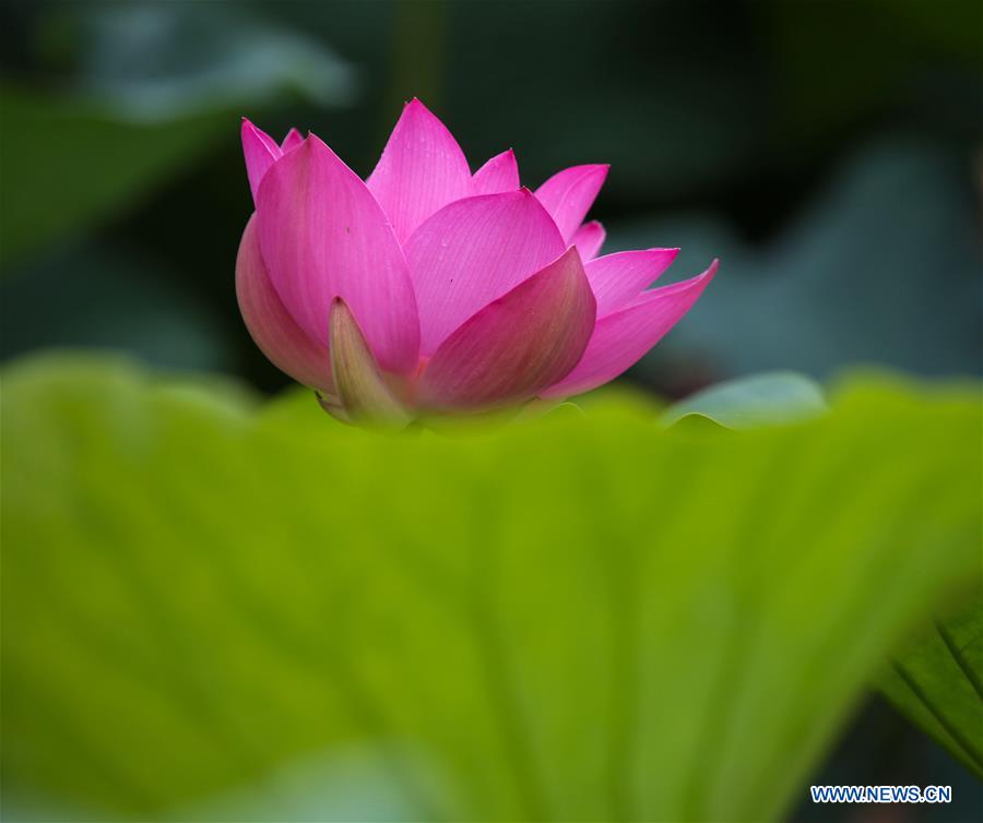 #CHINA-NATURE-LOTUS FLOWER (CN)