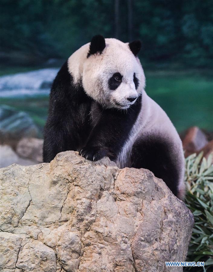 CHINA-TAIPEI-GIANT PANDA (CN)