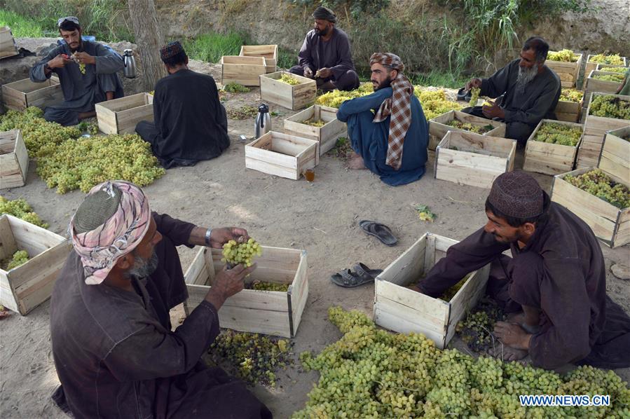 AFGHANISTAN-KANDAHAR-VINEYARD