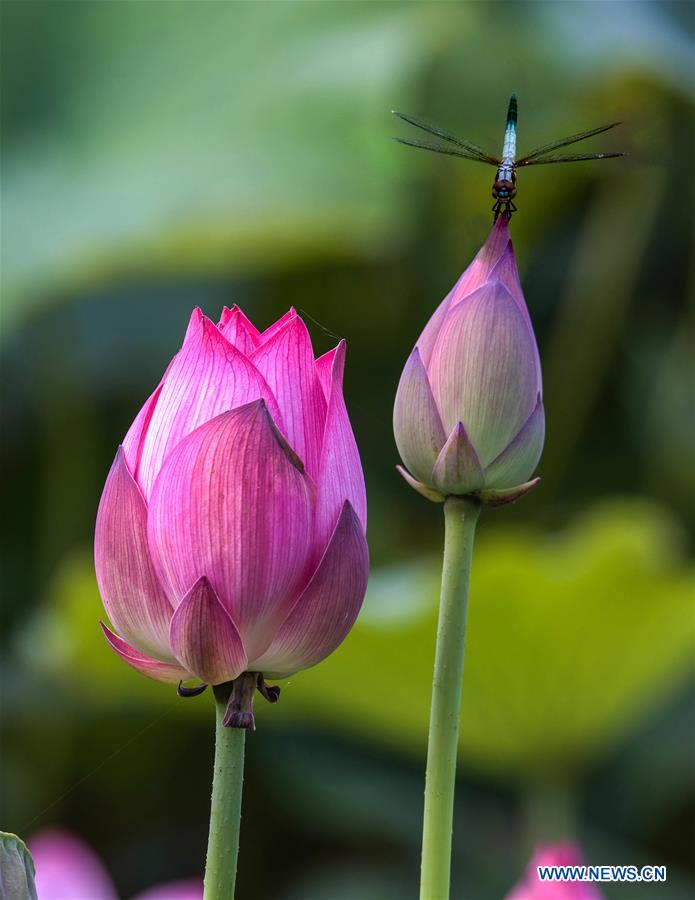 #CHINA-SUMMER-LOTUS(CN)