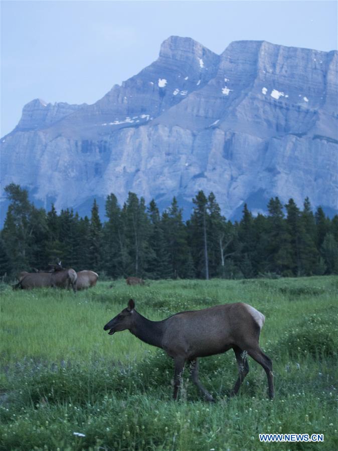 CANADA-ROCKY MOUNTAINS-SUMMER-SCENERY